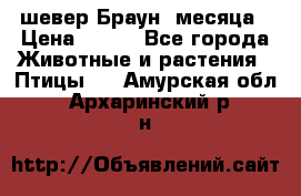 шевер Браун 2месяца › Цена ­ 200 - Все города Животные и растения » Птицы   . Амурская обл.,Архаринский р-н